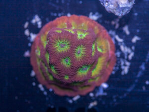 Favia - Lemon Lime