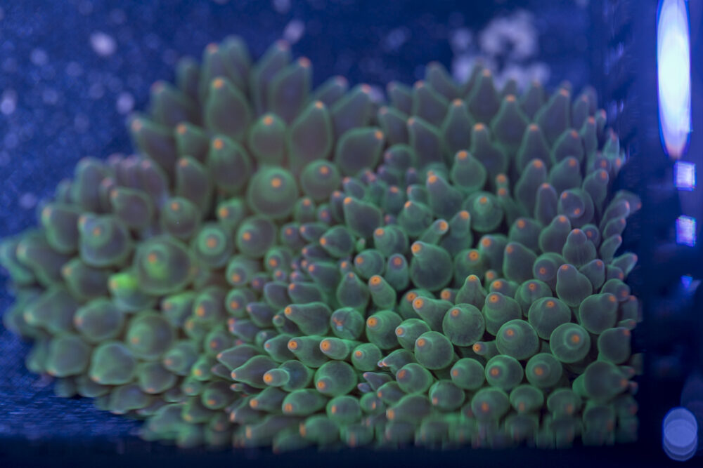 Bubble Tip Anemone