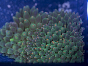 Bubble Tip Anemone