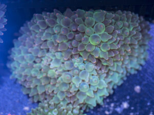 Bubble Tip Anemone