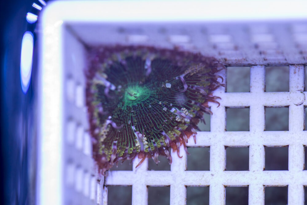 Mini Maxi Anemone