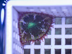 Mini Maxi Anemone