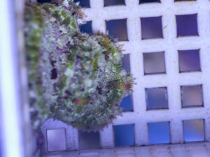 Mini Maxi Anemone