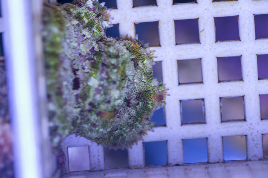 Mini Maxi Anemone 1 Mini Maxi Anemone