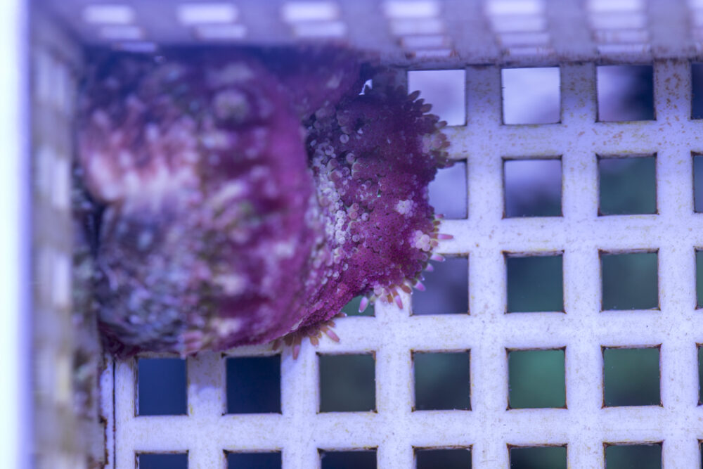 Mini Maxi Anemone