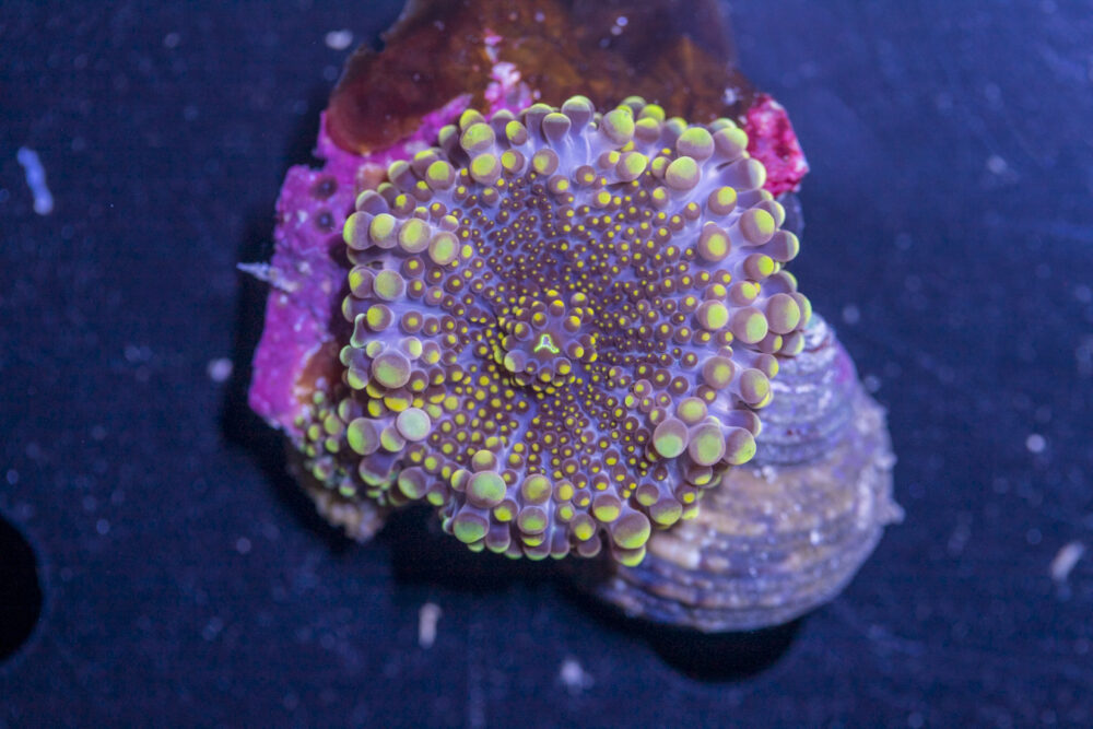 Ricordea