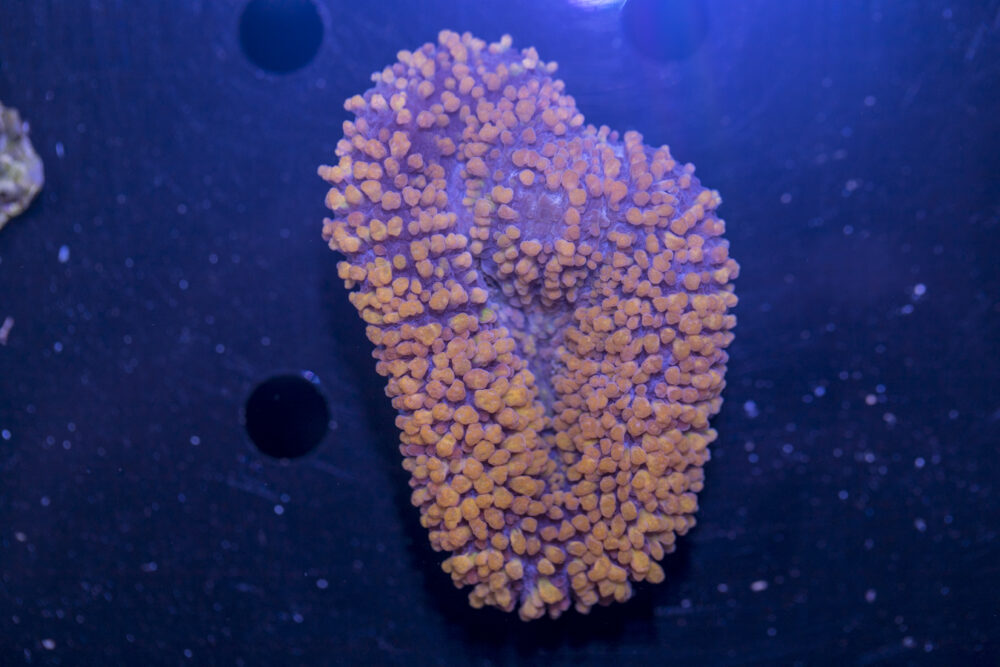 Lobophyllia