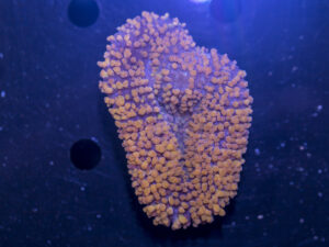 Lobophyllia