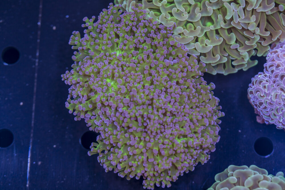 Frogspawn