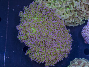 Frogspawn