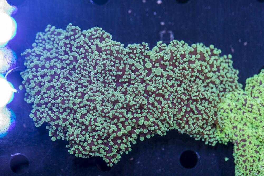 Frogspawn
