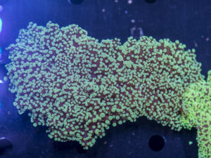 Frogspawn