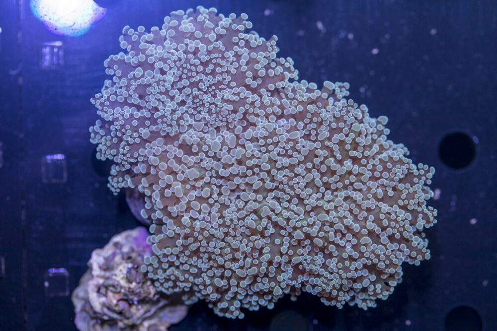 Frogspawn