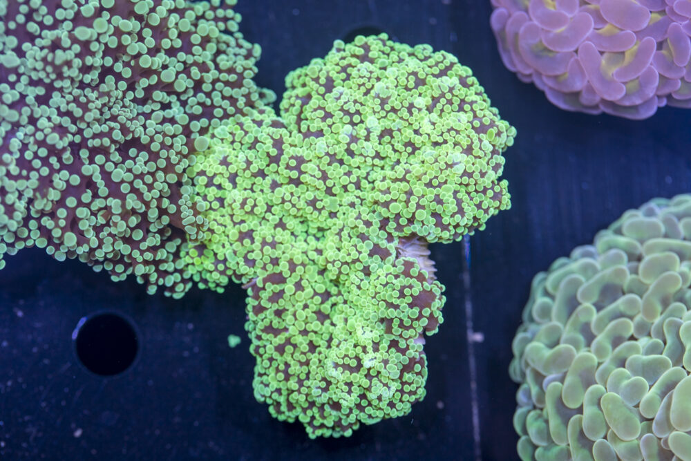 Frogspawn