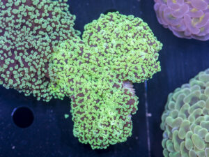 Frogspawn