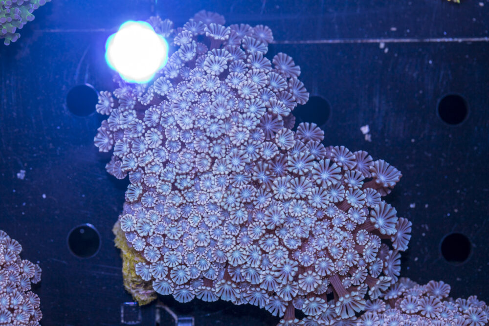 Alveopora