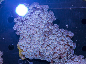 Alveopora