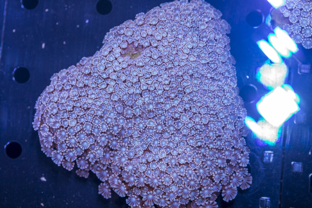 Alveopora