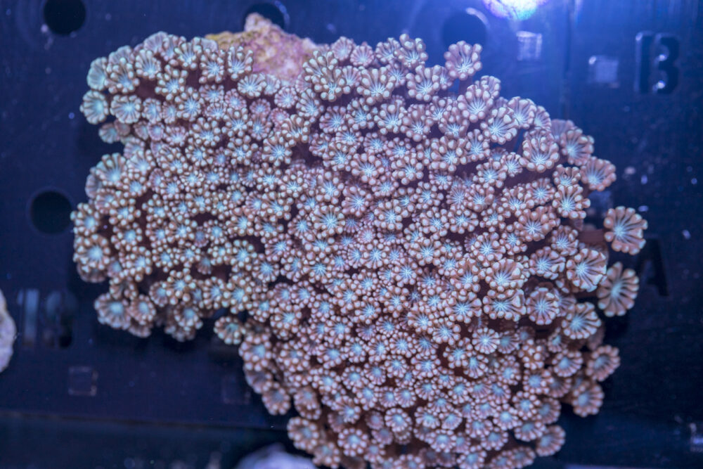 Alveopora