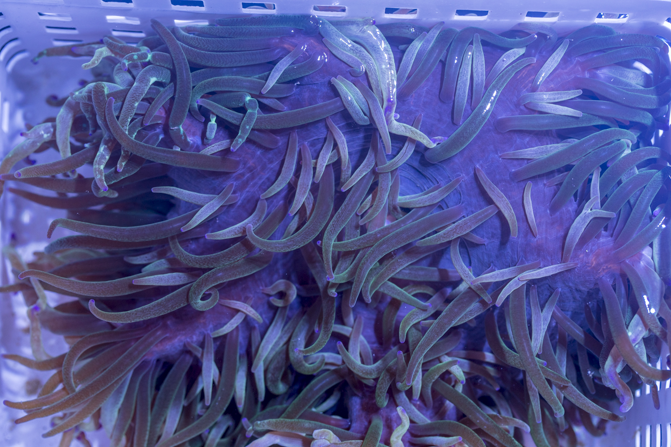 Malu Anemone 1 Malu Anemone