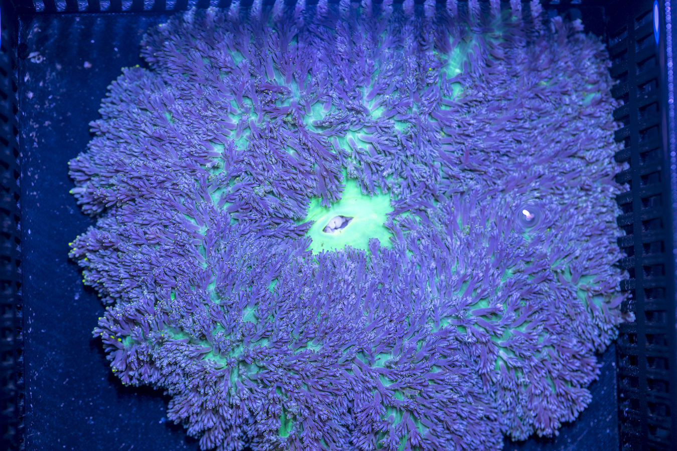 Hemprichii Anemone 1 Hemprichii Anemone