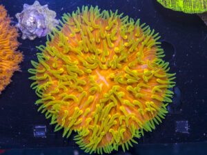 Fungia