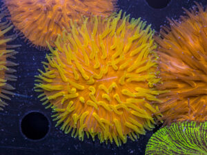 Fungia