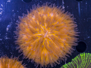 Fungia