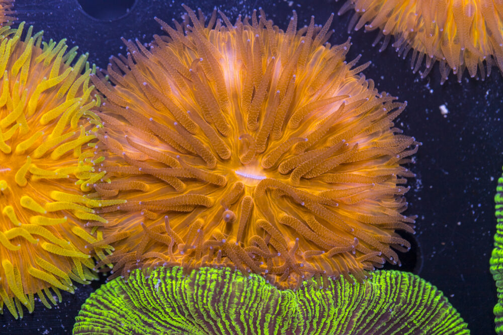 Fungia