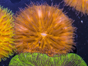 Fungia