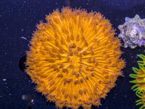 Fungia