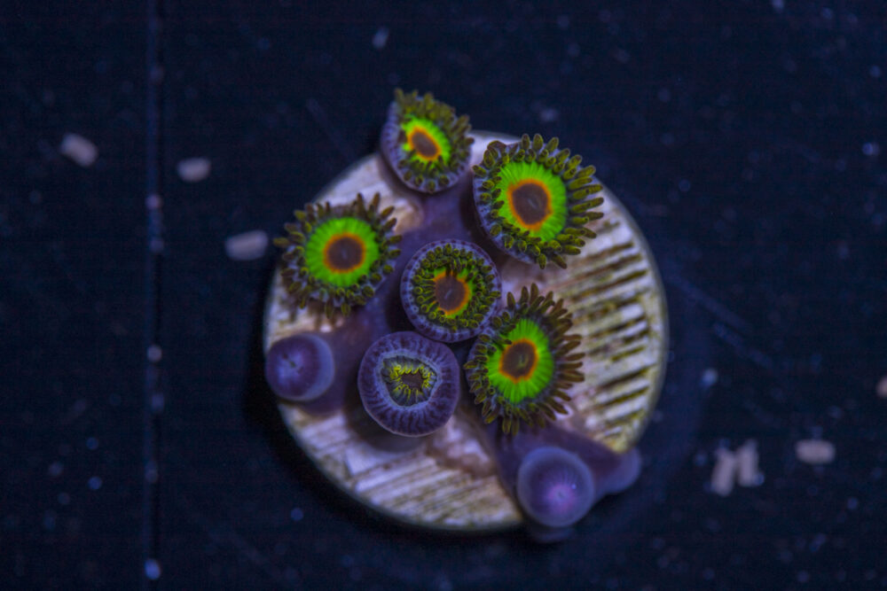 Zoanthids - Rasta