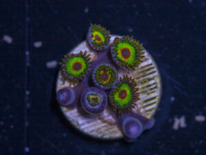 Zoanthids - Rasta