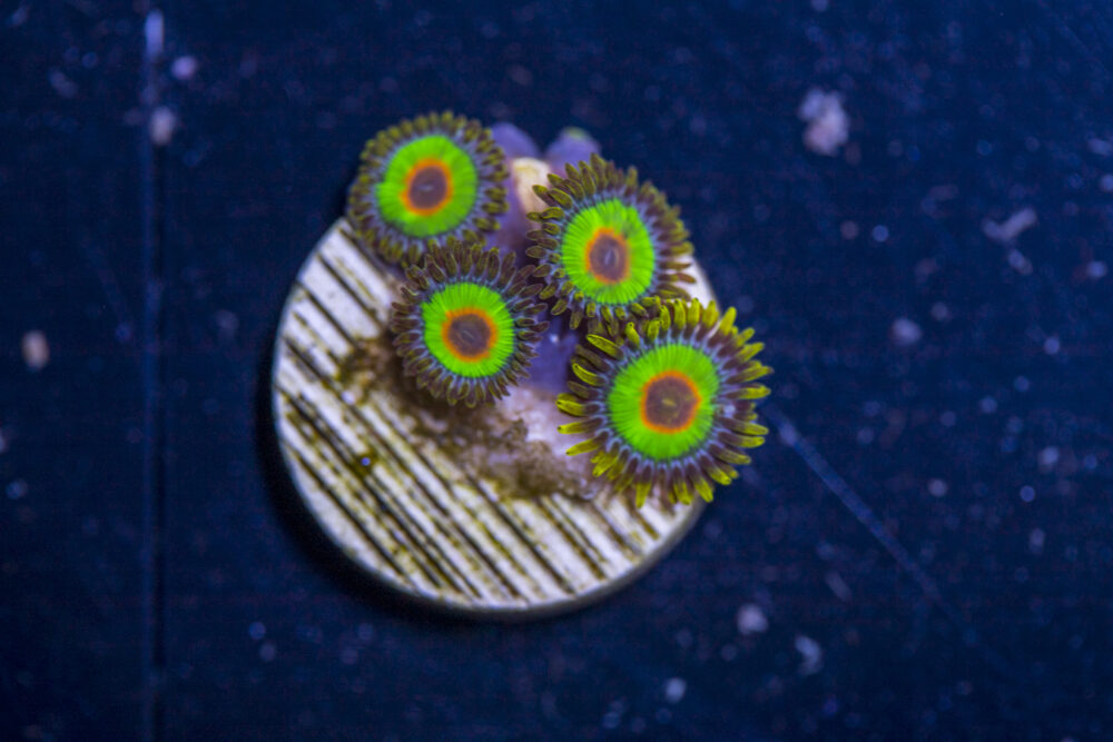 Zoanthids - Rasta