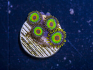 Zoanthids - Rasta