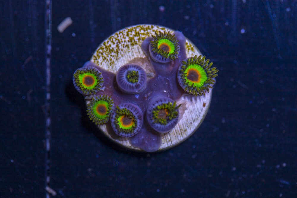 Zoanthids - Rasta