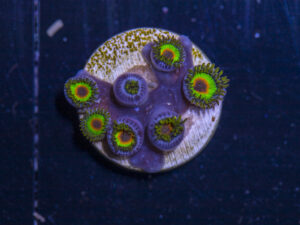 Zoanthids - Rasta