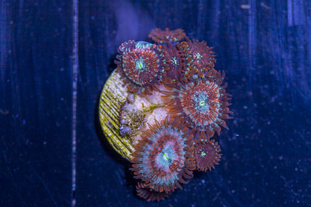 Zoanthids - Magician