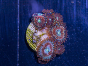 Zoanthids - Magician