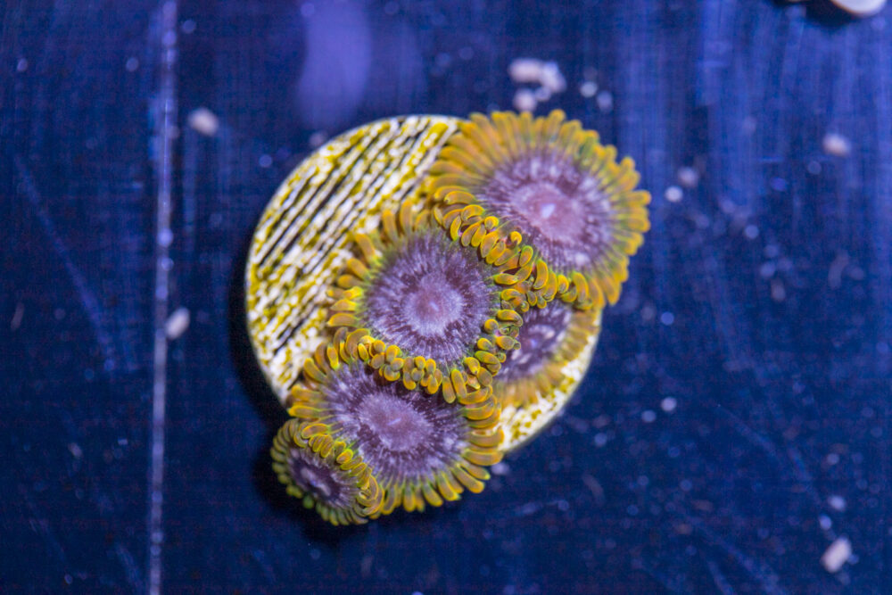 Zoanthids - Acid Reflux
