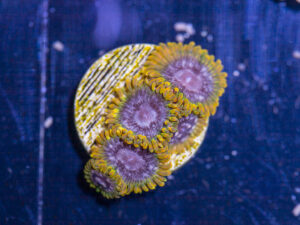 Zoanthids - Acid Reflux