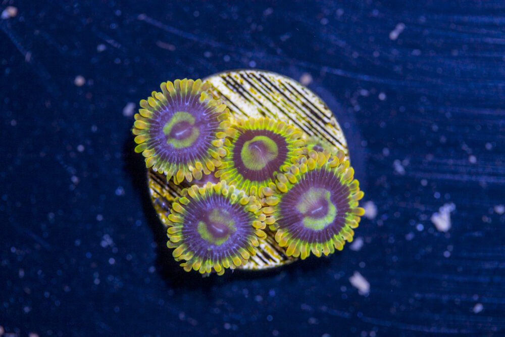 Zoanthids - Rainbow Yoda