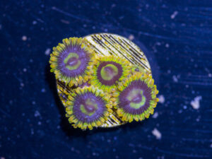 Zoanthids - Rainbow Yoda