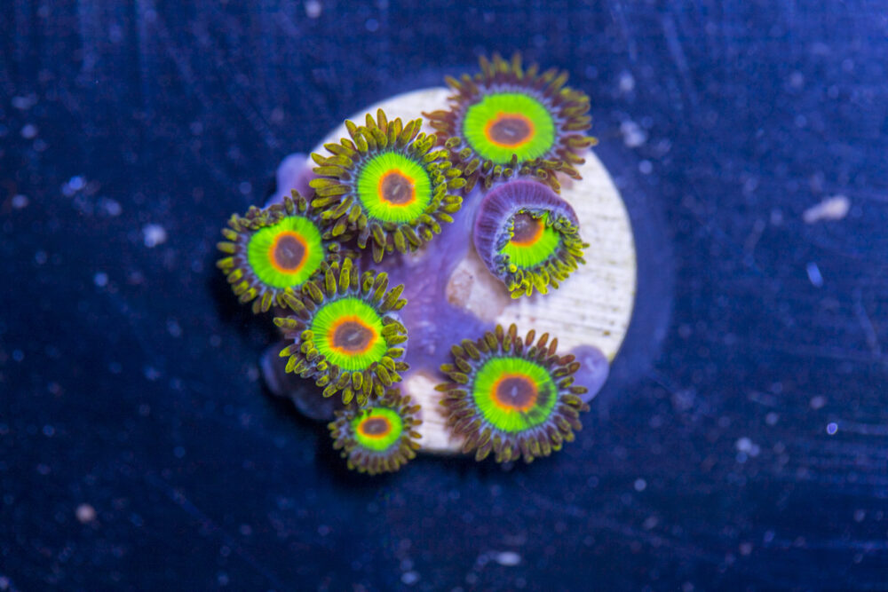 Zoanthids - Rasta