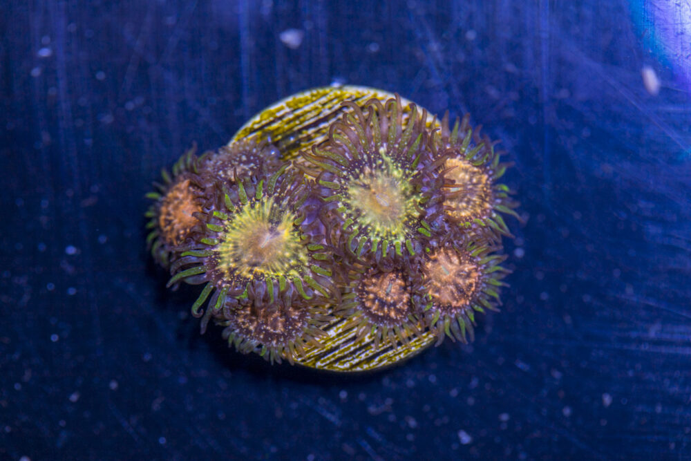 Zoanthids - Texas Grim Reaper