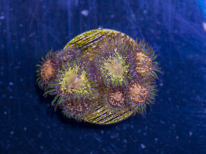 Zoanthids - Texas Grim Reaper