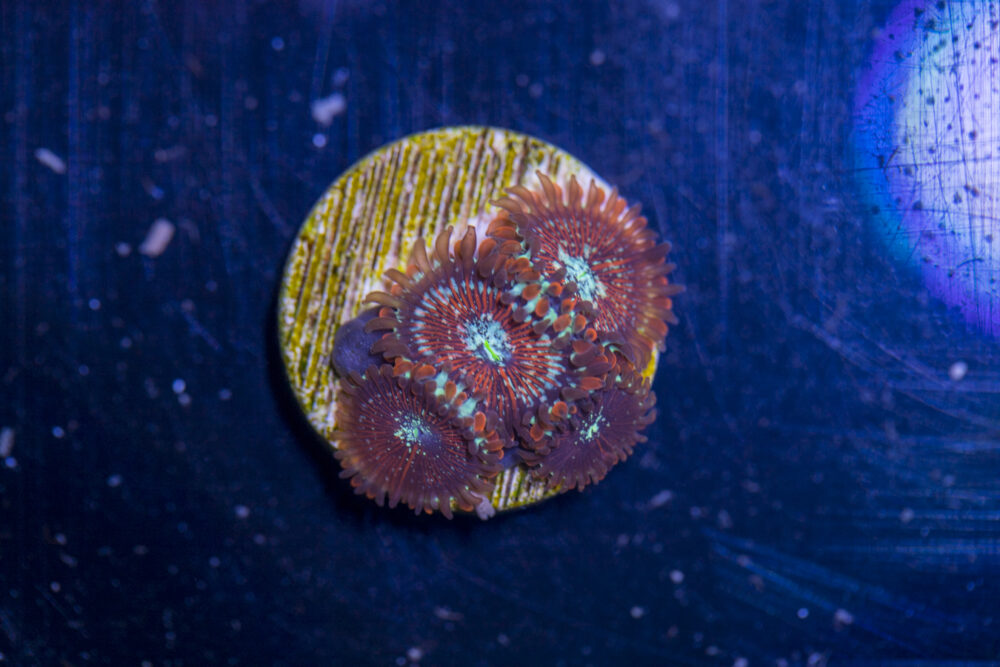 Zoanthids - Magician