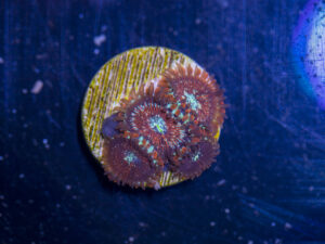 Zoanthids - Magician