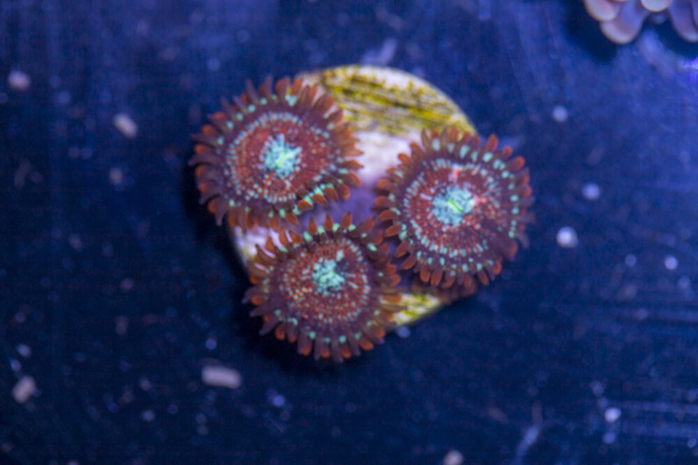 Zoanthids - Magician