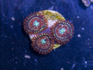 Zoanthids - Magician